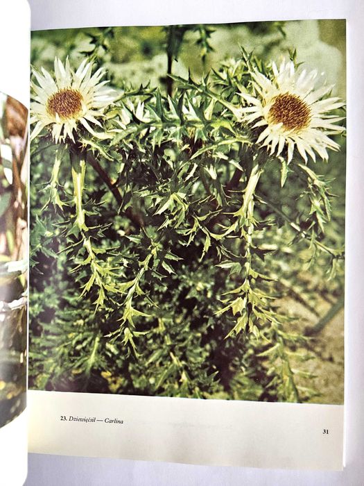 KWIATY - Zdzisław Wdowiński