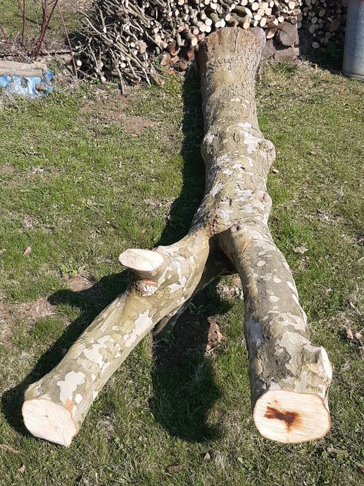 Drewno platana, konar platana