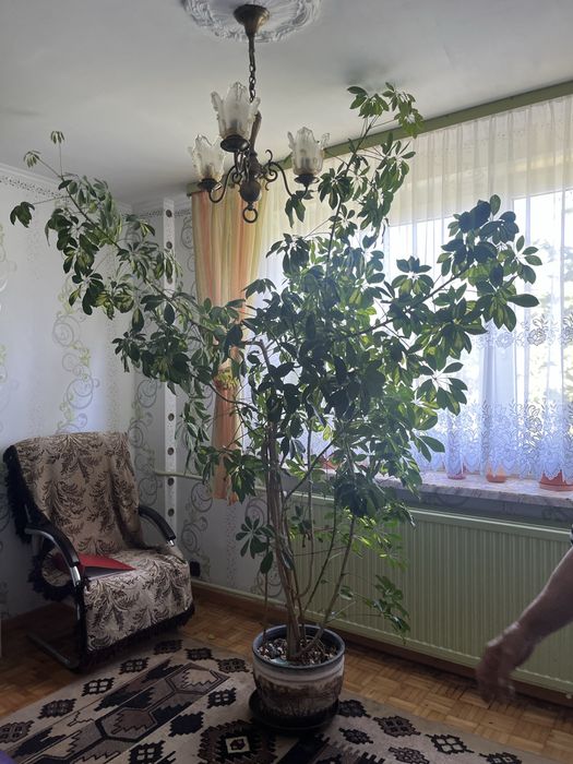 Szeflera 2,5 metra