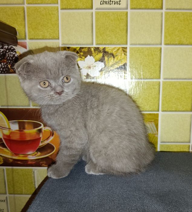 Котёнок Скоттиш фолд. Девочка.