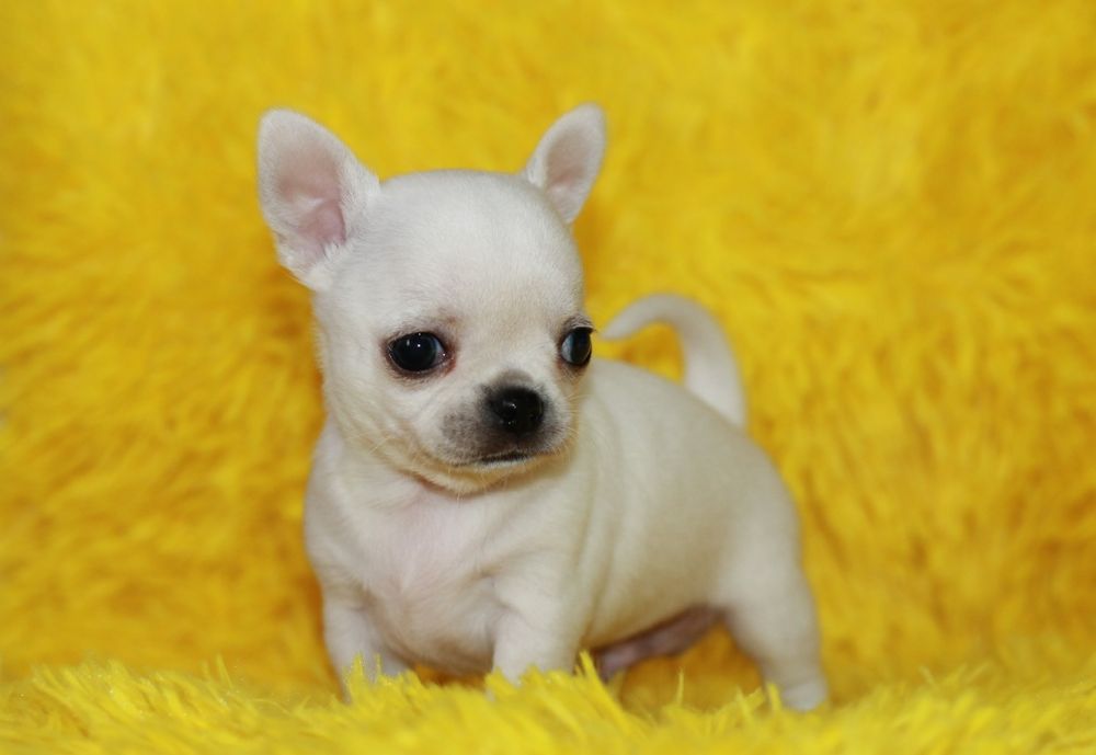 Chihuahua długowłosy chłopiec ZKwP FCI