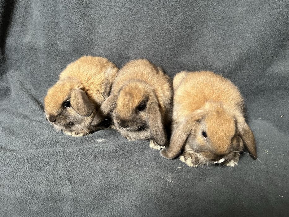 Króliki baranki miniaturowe mini lop