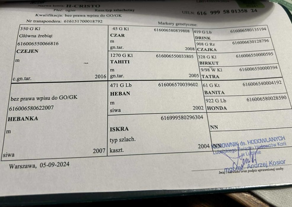 Ogier tarant 2 lata typ szlachetny