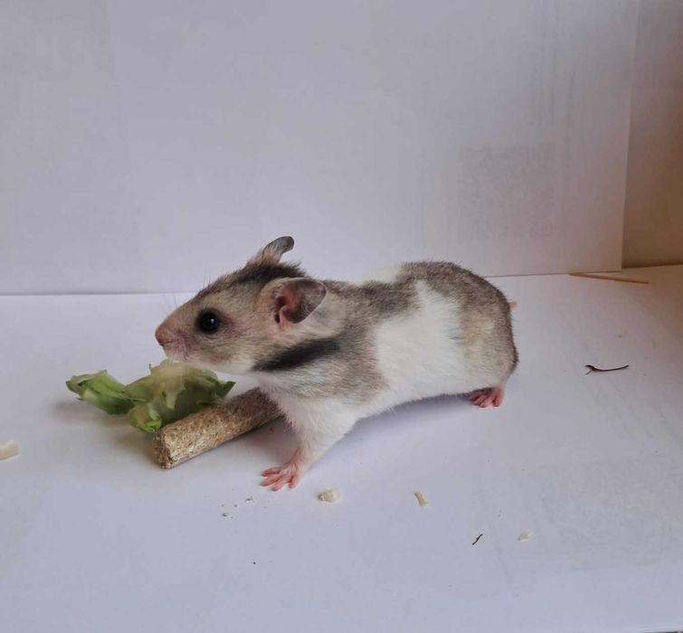 Chomik syryjski, chomiczek syryjski
