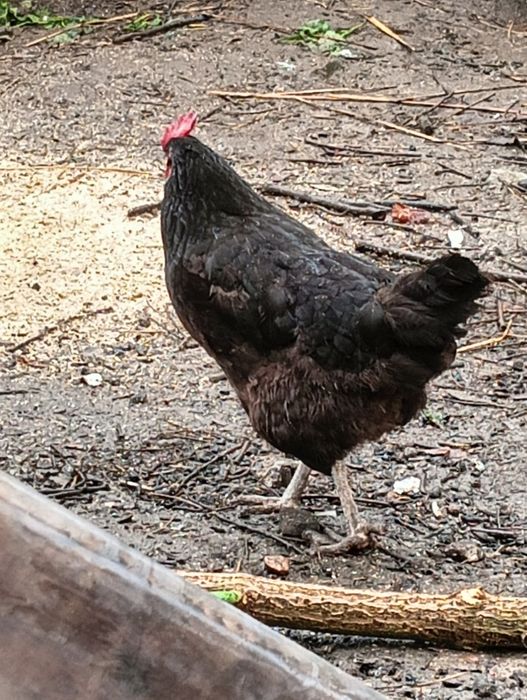 Jaja wiejskie z wolnego wybiegu