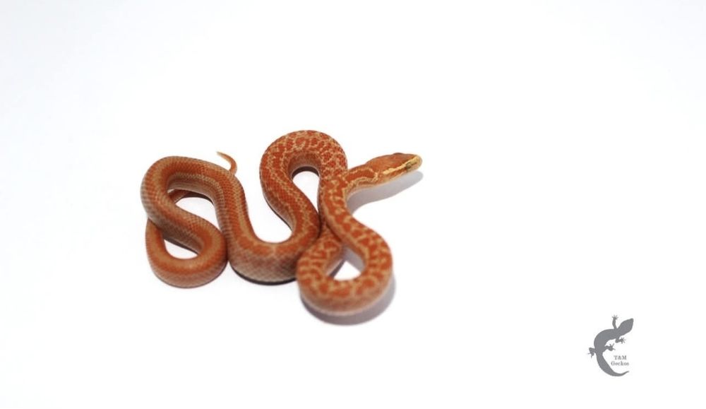 Wąż mahoniowy Boaedon capensis