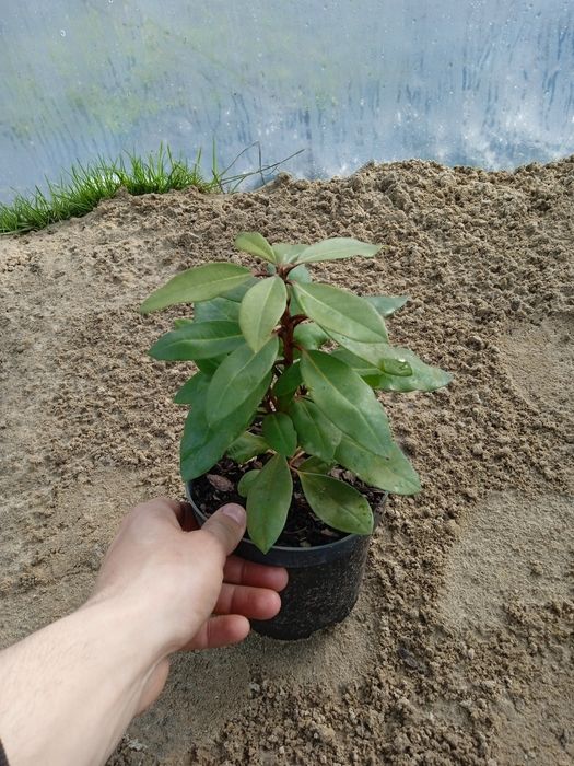 Рододендрон ! Червоний , фіолетовий , біло-рожевий , малиновий.
