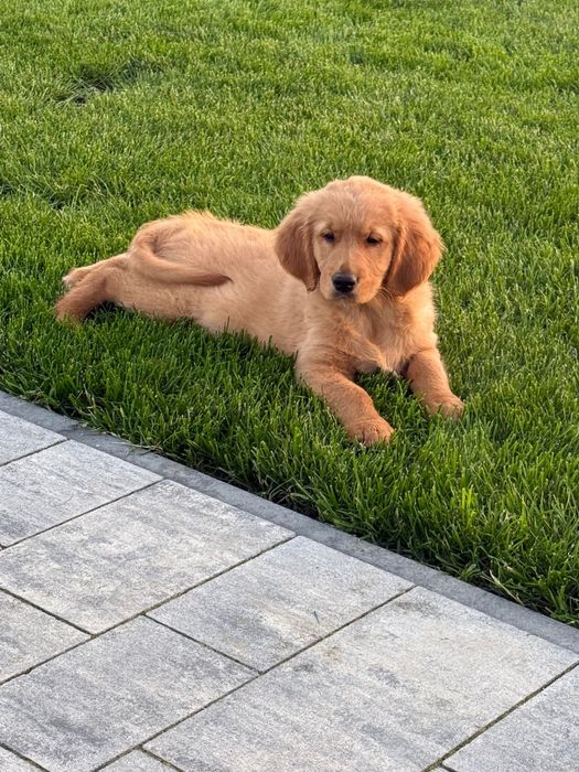 Piekny Piesek Golden Retriever