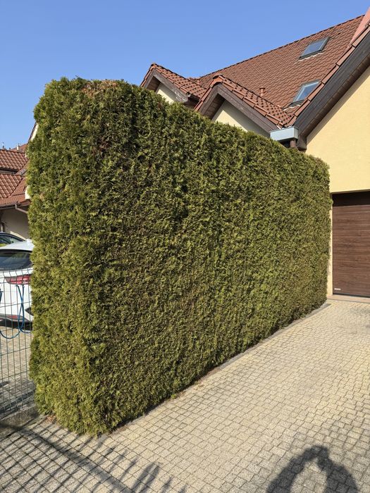 Tuja szmaragd 260 cm 7 szt