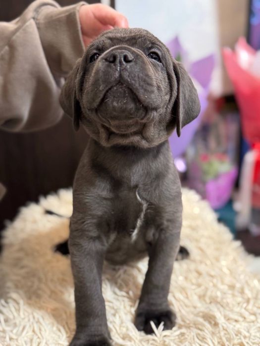 Cane Corso щенки