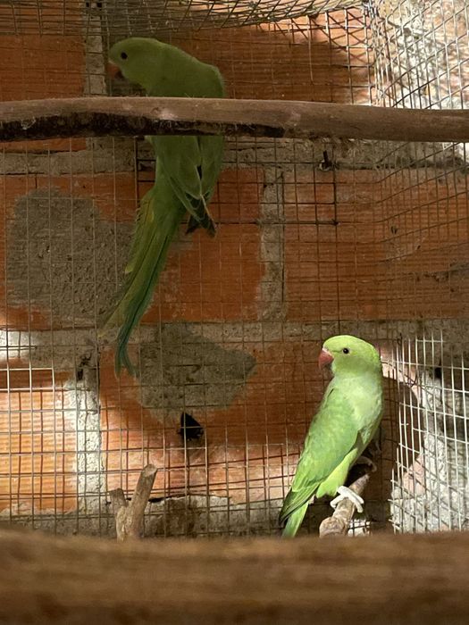 Ring nek para troca casal de irmãos