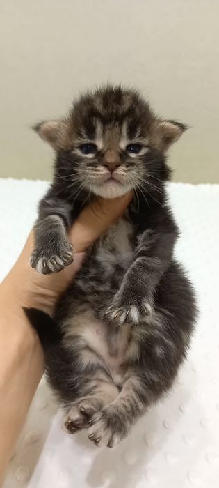 Хлопчик мейн-кун, справжній ручний улюбленець та антистрес!