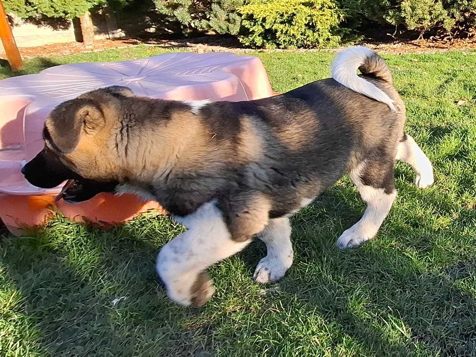 Akita Amerykańska FCI - pies