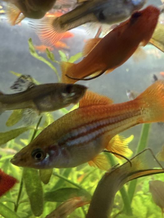 Mieczyki. Gupiki. Rybki akwariowe