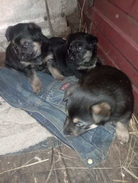 Щенок немецкой авчарки