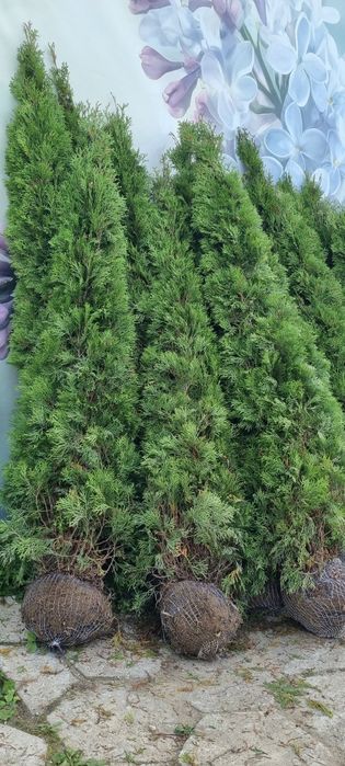 Tuja Szmaragd 180-200 cm Promocja