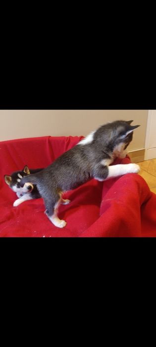 Huskie szczeniak  dziewczynka