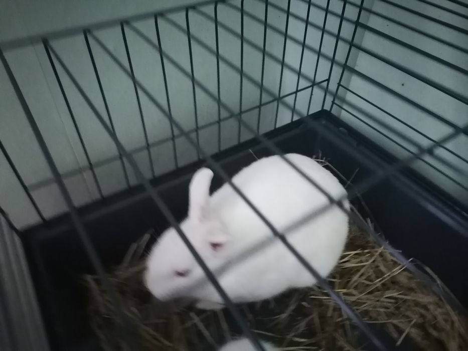 Sprzedam królika miniaturkę