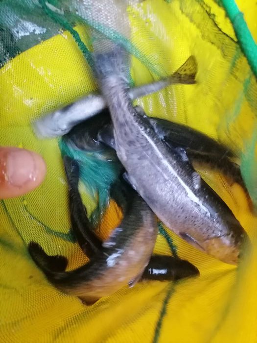 Продам осетрика для ставка