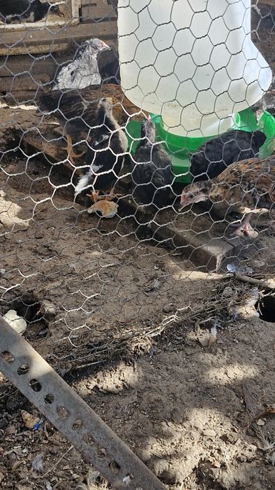 Patos mudos e garnizos