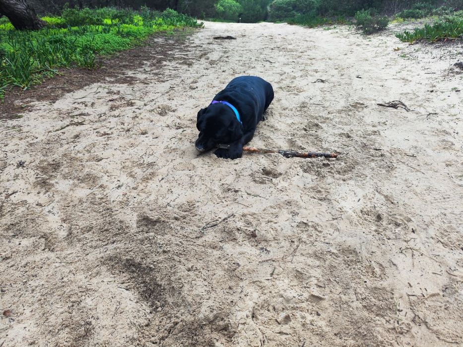 Dog Sitting / Ferias Caes