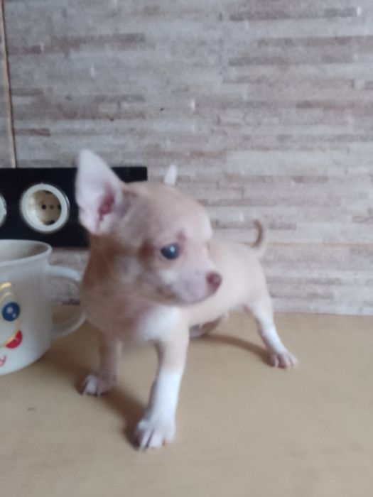 Дітки чихуахуа залишився хлопчик  і дівчинка