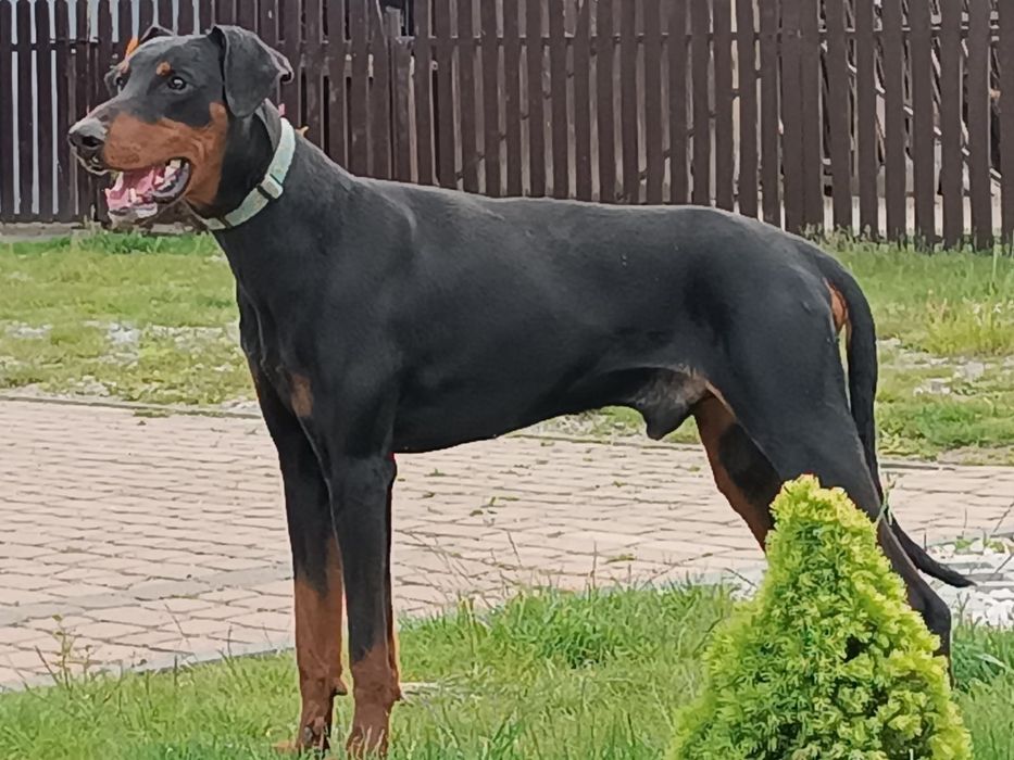 Doberman Szczeniak