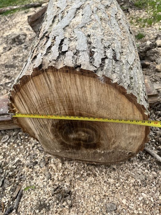 Drzewo orzecha wloskiego ścięte