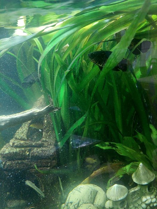 Sprzedam rośliny widoczne na zdjęciu