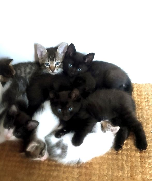 Gatinhos para adoção
