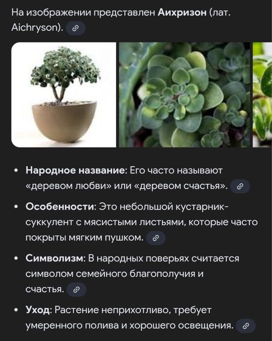 Продам Аихризон в горшке