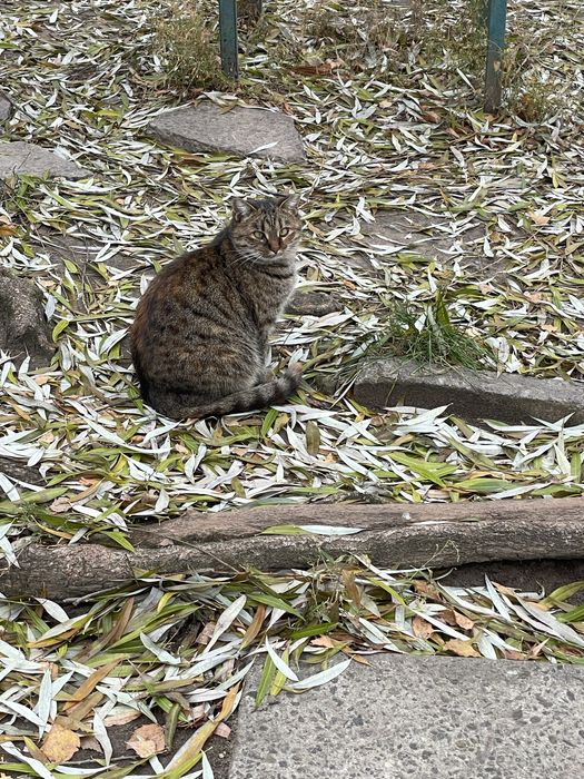 Кішка кішечка