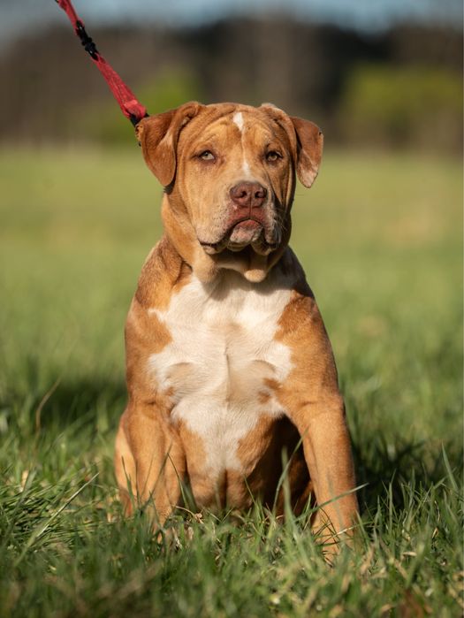 Suczka American Bully XL Merle Chockate