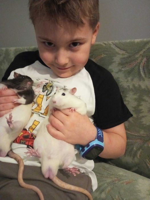 Oddam szczurki za darmo