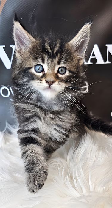 Хлопчик Гепард шоу класу