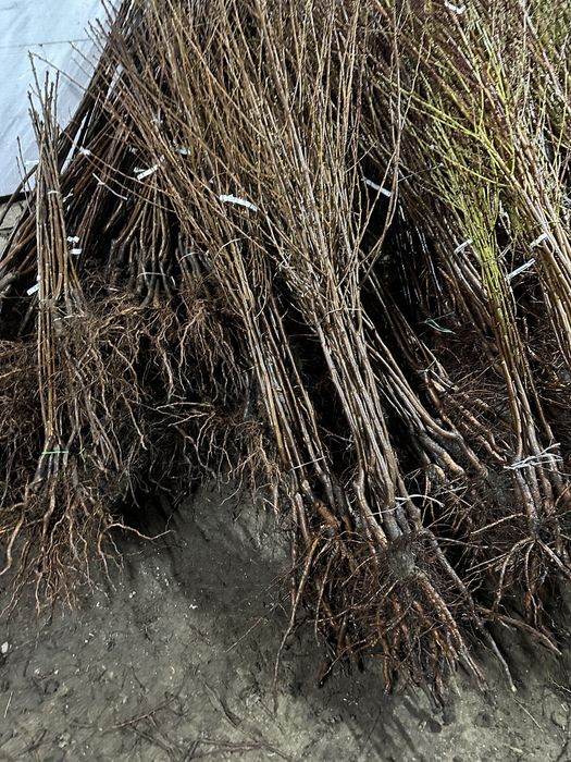 Продам саджанці плодових дерев на гурт