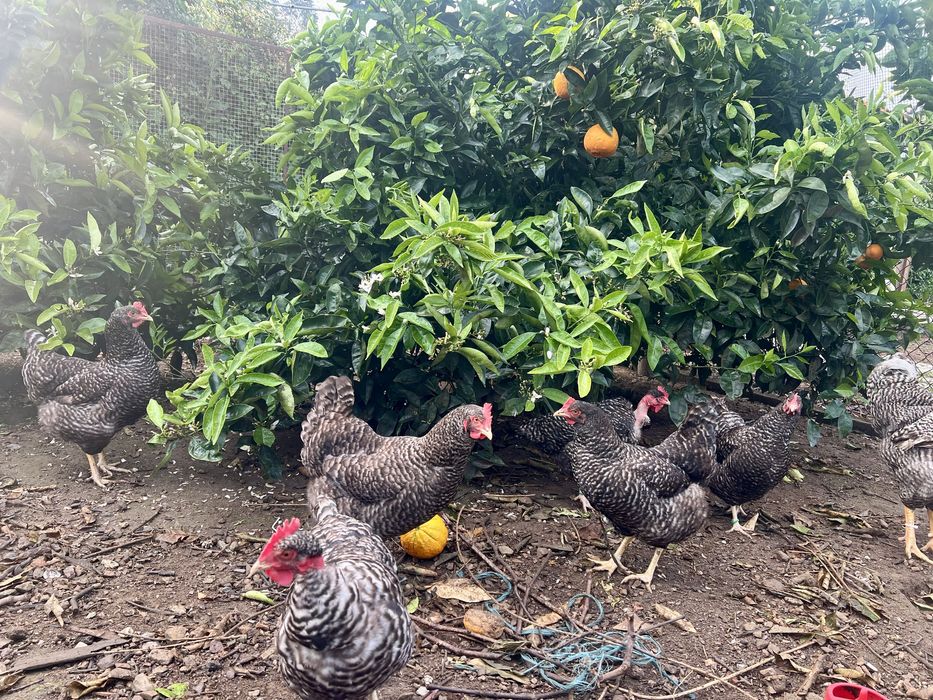 Ovos Galinha Pedrês Portuguesa