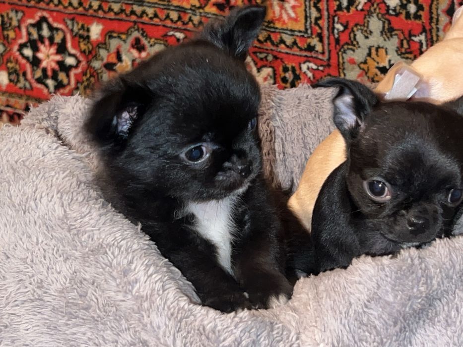 Маленьке щастя в дім