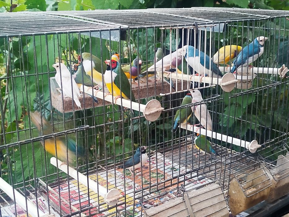 Diamantes de Gould