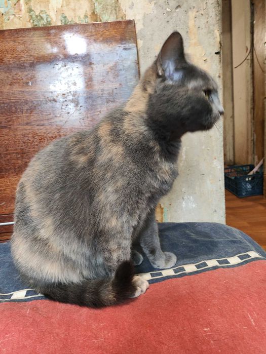 Кот - кіт - кішка - кошка - кошеня - котенок - котята