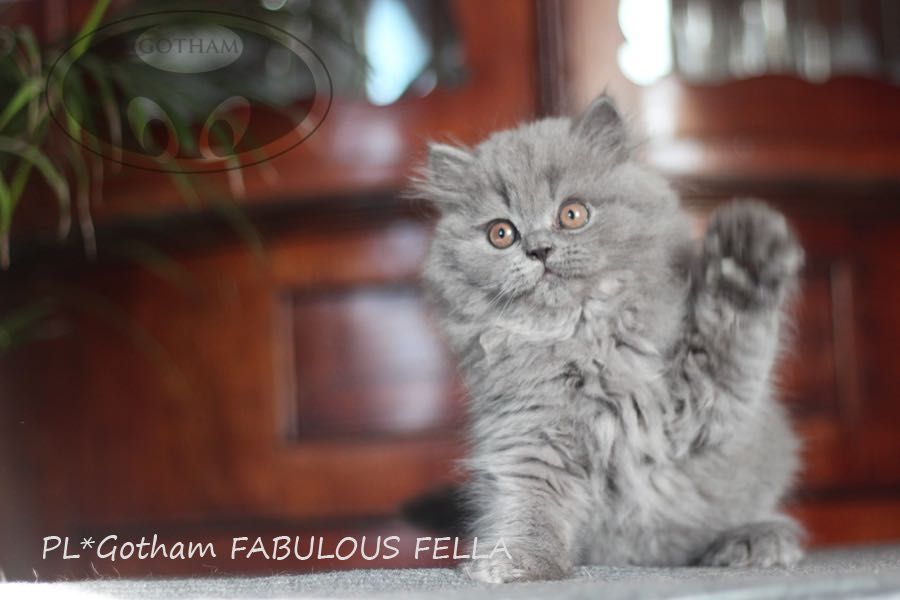 Piękny kocurek brytyjski po przebadanych rodzicach - FIFE.