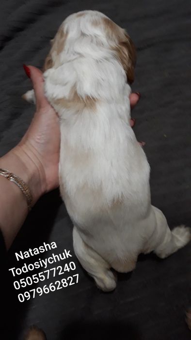 Чудова малявка для броні