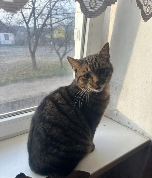 Котики у добрі руки