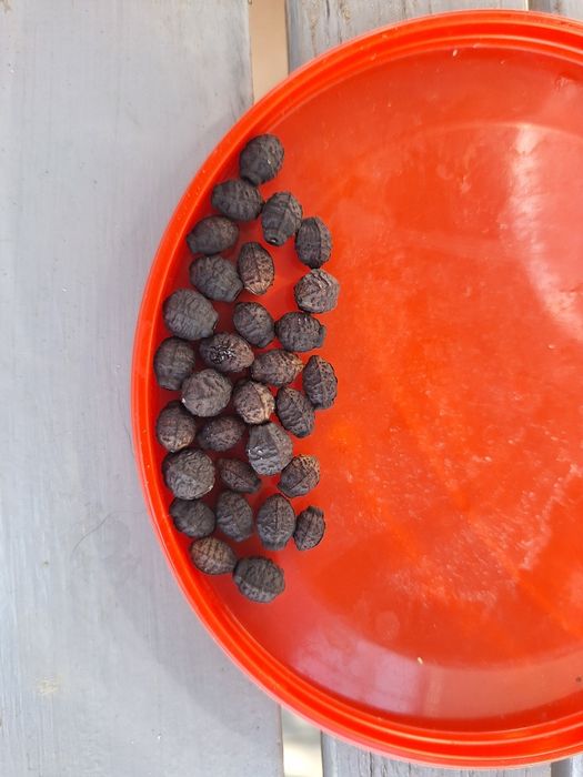 Nasiona dziwaczki dziwaczek