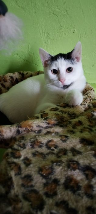 Lady 3 miesięczna koteczka szuka kochającej i odpowiedzialnej rodziny.