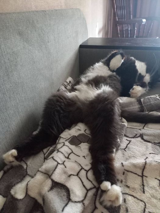 Котоняня Передержка котиков Домашняя гостиница для животных