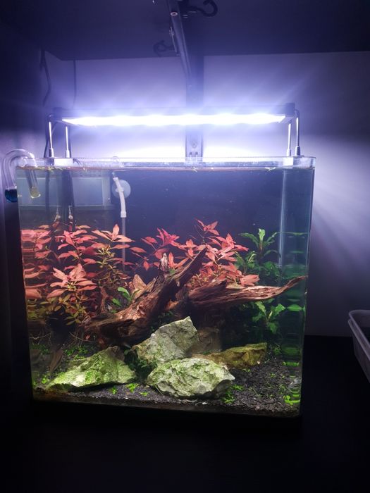 Akwarium 19 l z roślinami i krewetkami