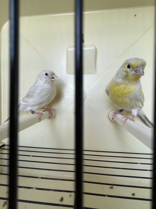 Canarios agata opala amarelo mosaico