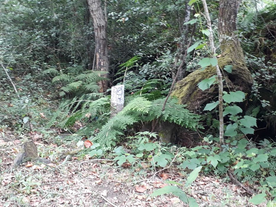 Terreno / Quinta , Penafiel, perto do Porto, 8000 m2, 30 000€