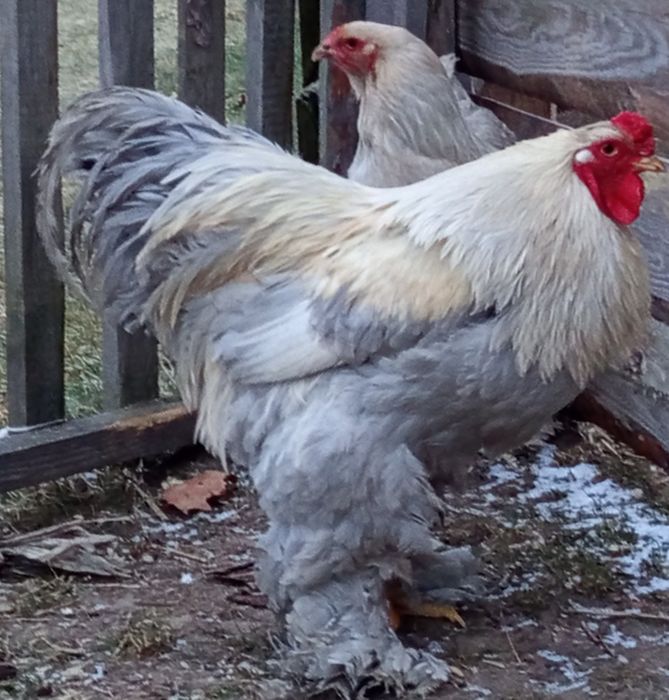 Brahma lawendowa Isabell. Kogut